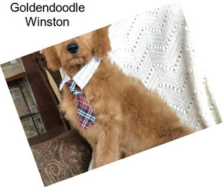 Goldendoodle Winston