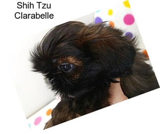 Shih Tzu Clarabelle