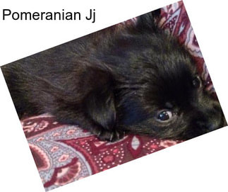 Pomeranian Jj