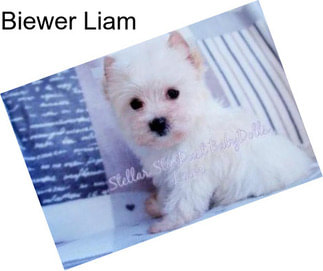 Biewer Liam