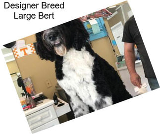 Designer Breed Large Bert