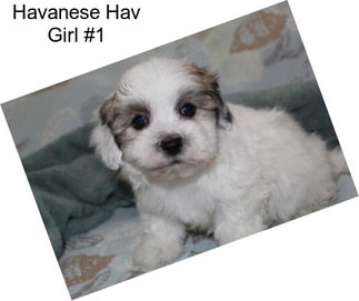 Havanese Hav Girl #1