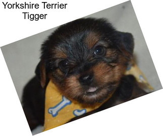 Yorkshire Terrier Tigger