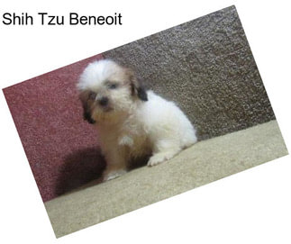 Shih Tzu Beneoit