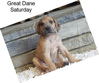 Great Dane Saturday