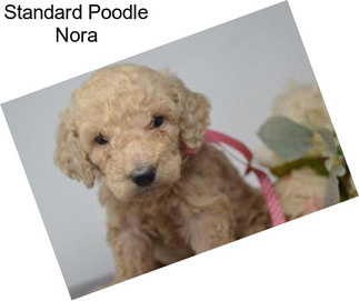 Standard Poodle Nora