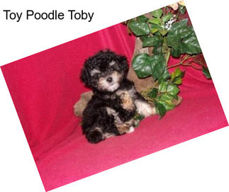 Toy Poodle Toby