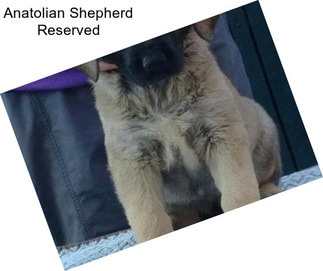 Anatolian Shepherd Reserved