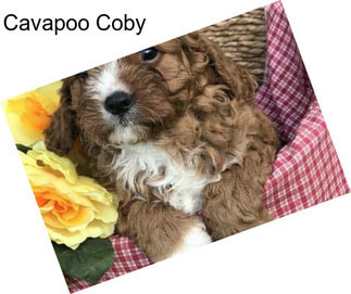 Cavapoo Coby