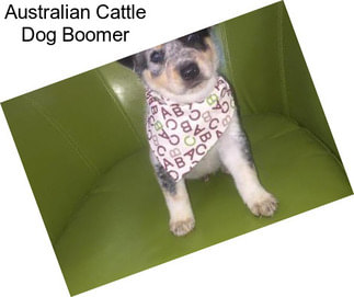 Australian Cattle Dog Boomer