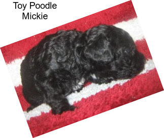 Toy Poodle Mickie