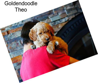 Goldendoodle Theo