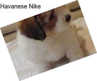 Havanese Nike