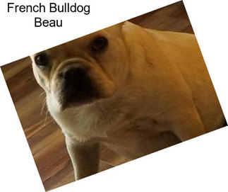 French Bulldog Beau