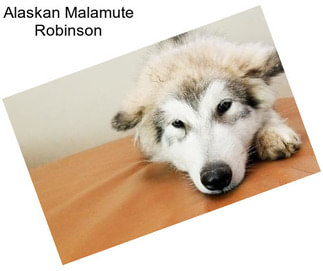 Alaskan Malamute Robinson
