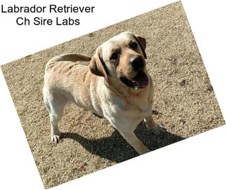 Labrador Retriever Ch Sire Labs