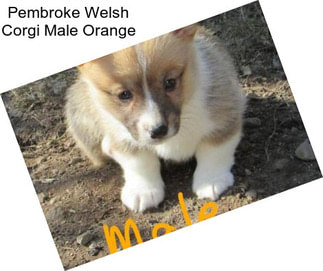 Pembroke Welsh Corgi Male Orange