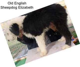 Old English Sheepdog Elizabeth