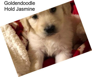 Goldendoodle Hold Jasmine