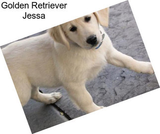 Golden Retriever Jessa