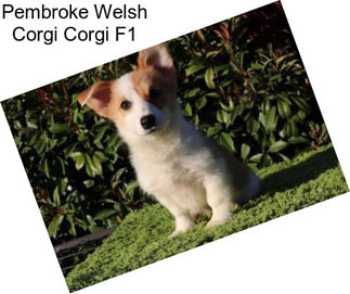 Pembroke Welsh Corgi Corgi F1