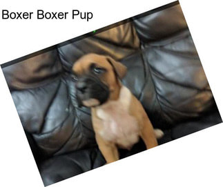 Boxer Boxer Pup