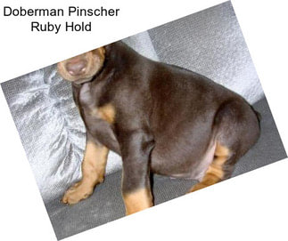 Doberman Pinscher Ruby Hold