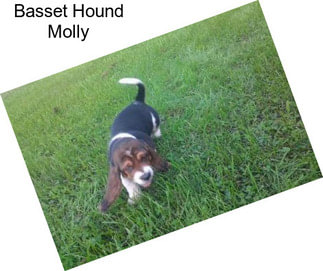 Basset Hound Molly