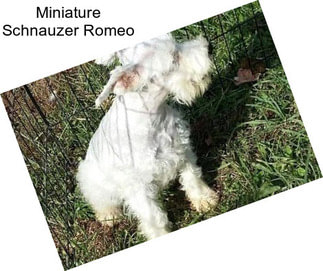 Miniature Schnauzer Romeo