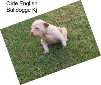 Olde English Bulldogge Kj