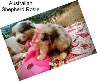 Australian Shepherd Rosie