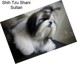 Shih Tzu Shani Sultan