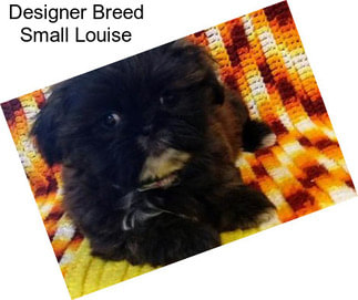 Designer Breed Small Louise