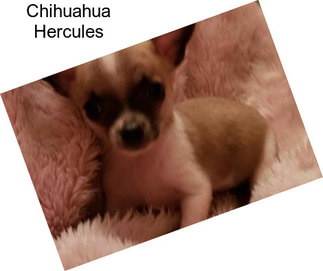Chihuahua Hercules