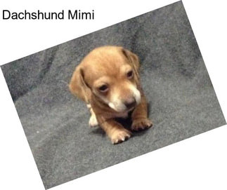 Dachshund Mimi