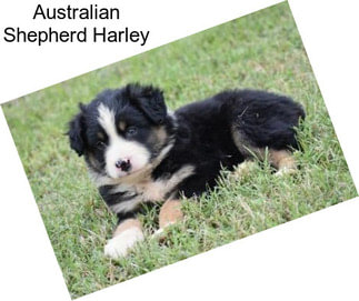 Australian Shepherd Harley