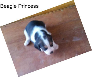 Beagle Princess