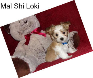 Mal Shi Loki