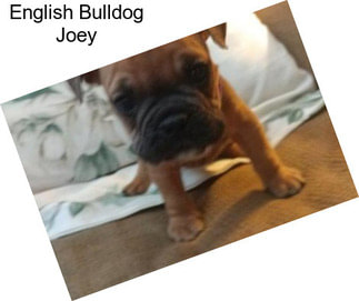 English Bulldog Joey