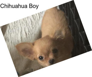 Chihuahua Boy