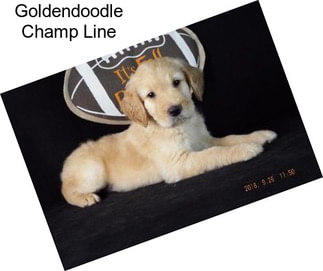 Goldendoodle Champ Line