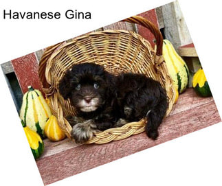 Havanese Gina