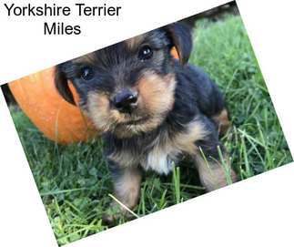 Yorkshire Terrier Miles