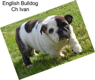 English Bulldog Ch Ivan