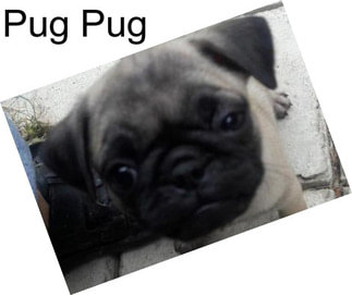 Pug Pug