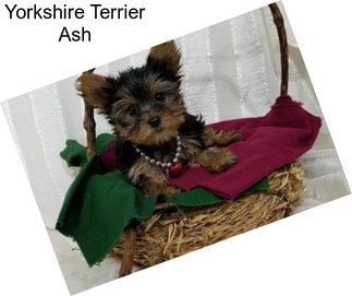 Yorkshire Terrier Ash