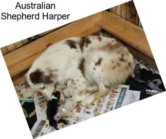 Australian Shepherd Harper