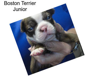 Boston Terrier Junior