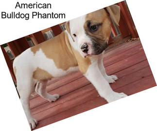 American Bulldog Phantom