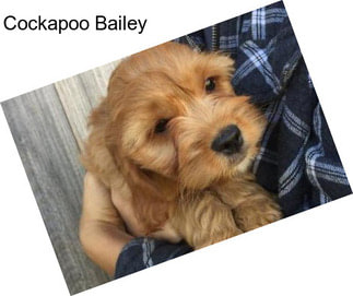 Cockapoo Bailey